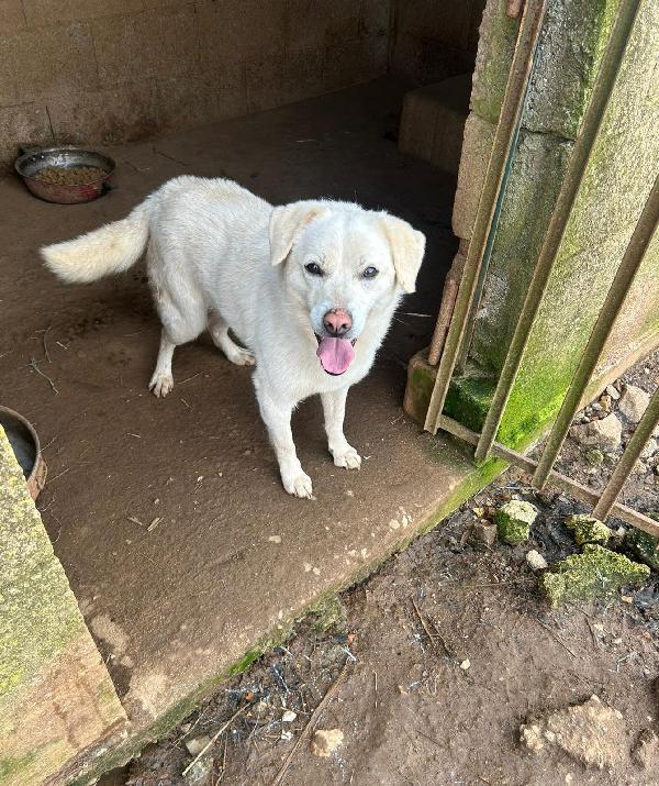 LEO 💤 DAL DIVANO AL BOX 💔 Foto 8